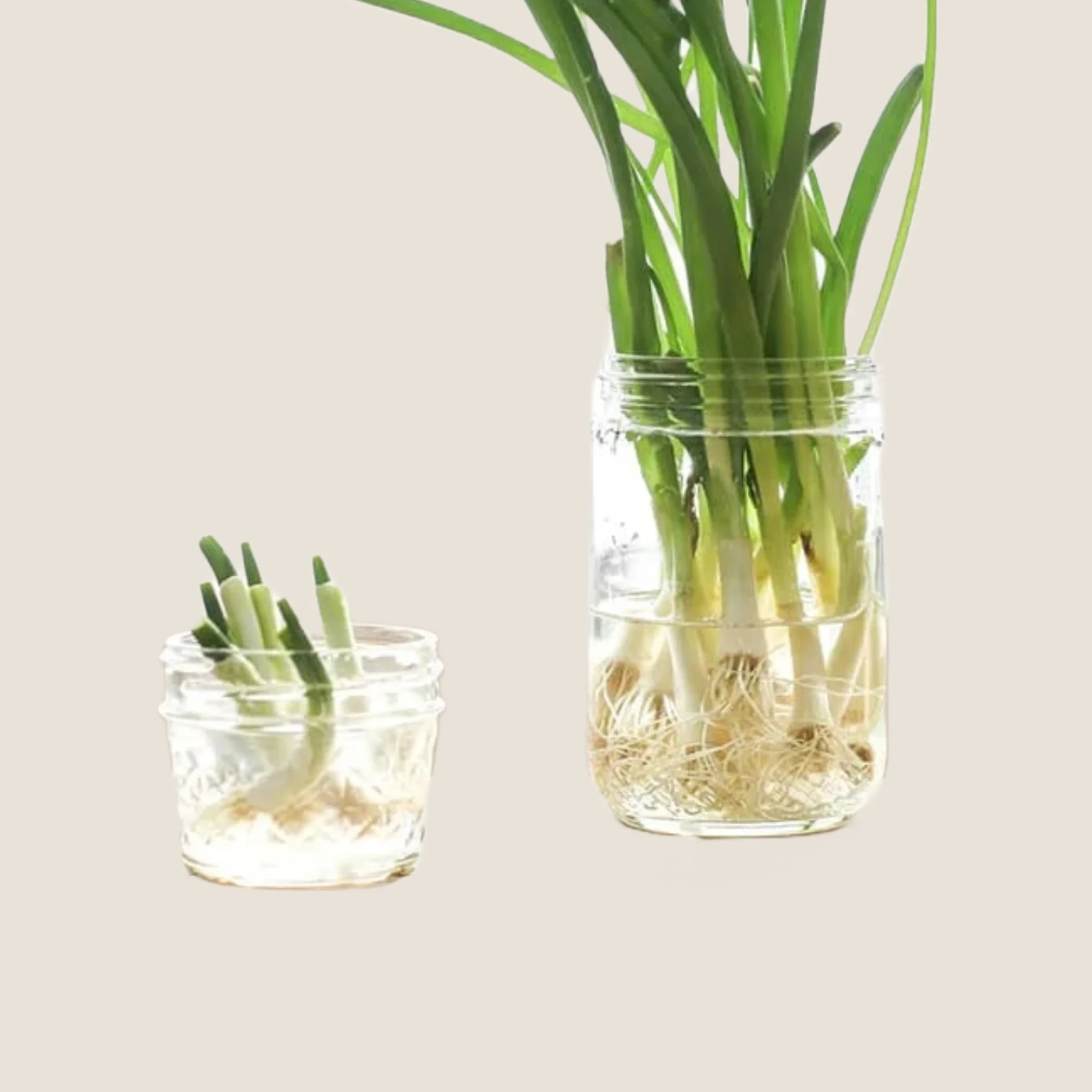 11 Top Plants You Can Grow In Water Today